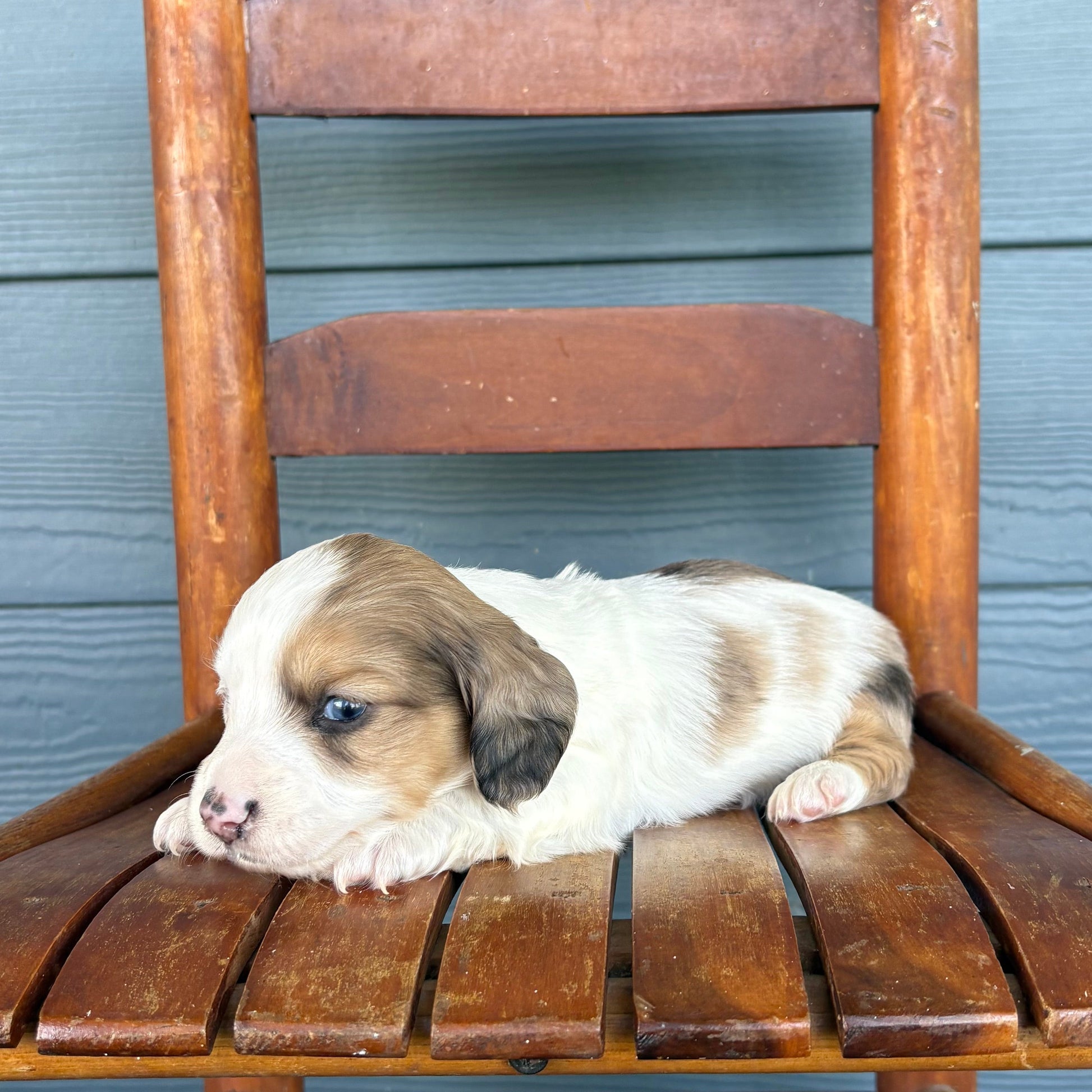 Piebald Mini Dachshund Puppy 