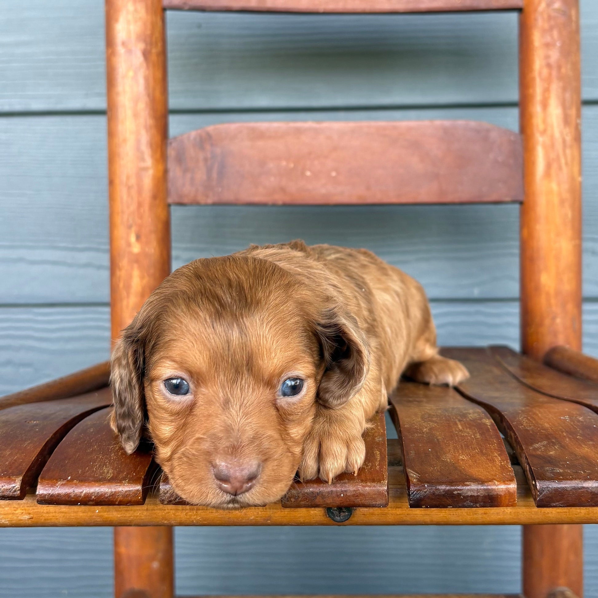 Chocolate Dapple Mini Dachshund Puppy 