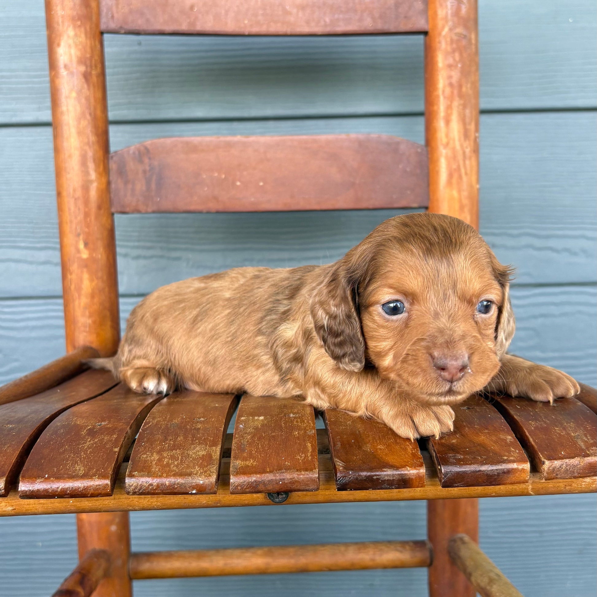 Chocolate Dapple Mini Dachshund Puppy 