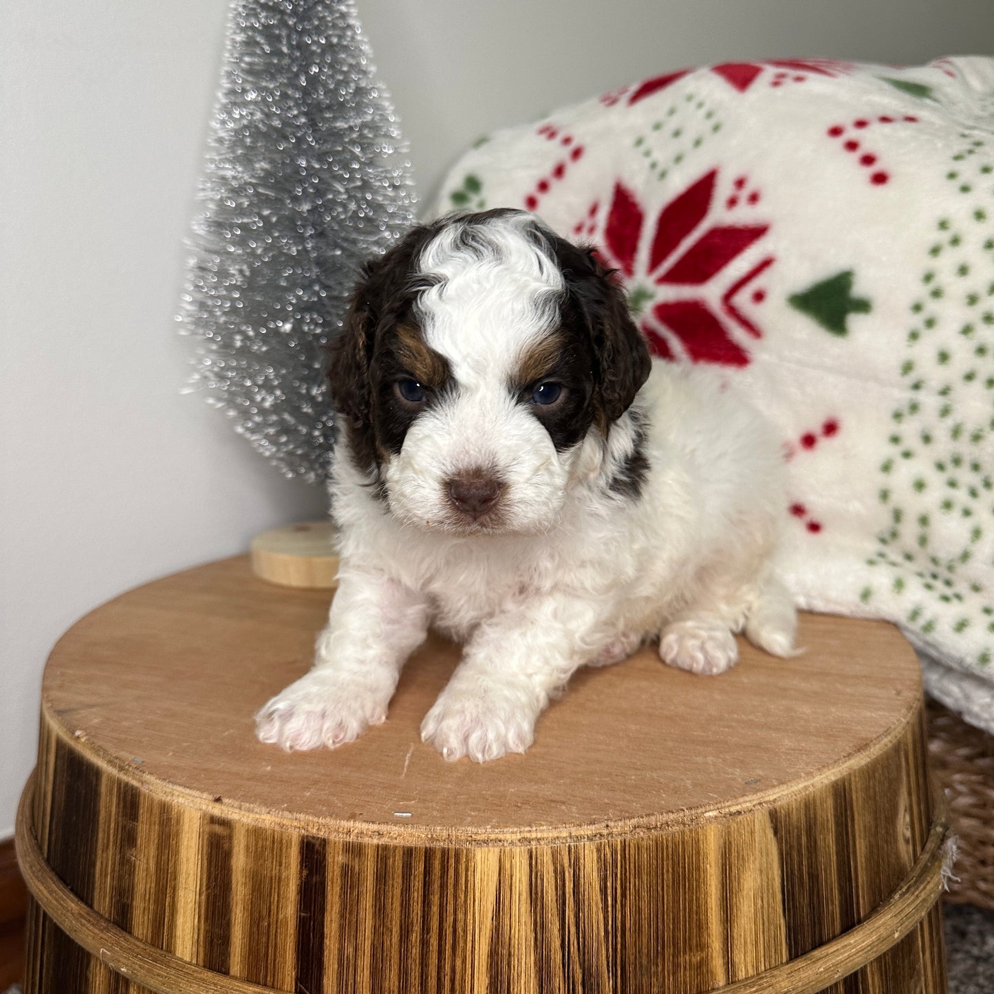 Chocolate-Parti-Cavapoo