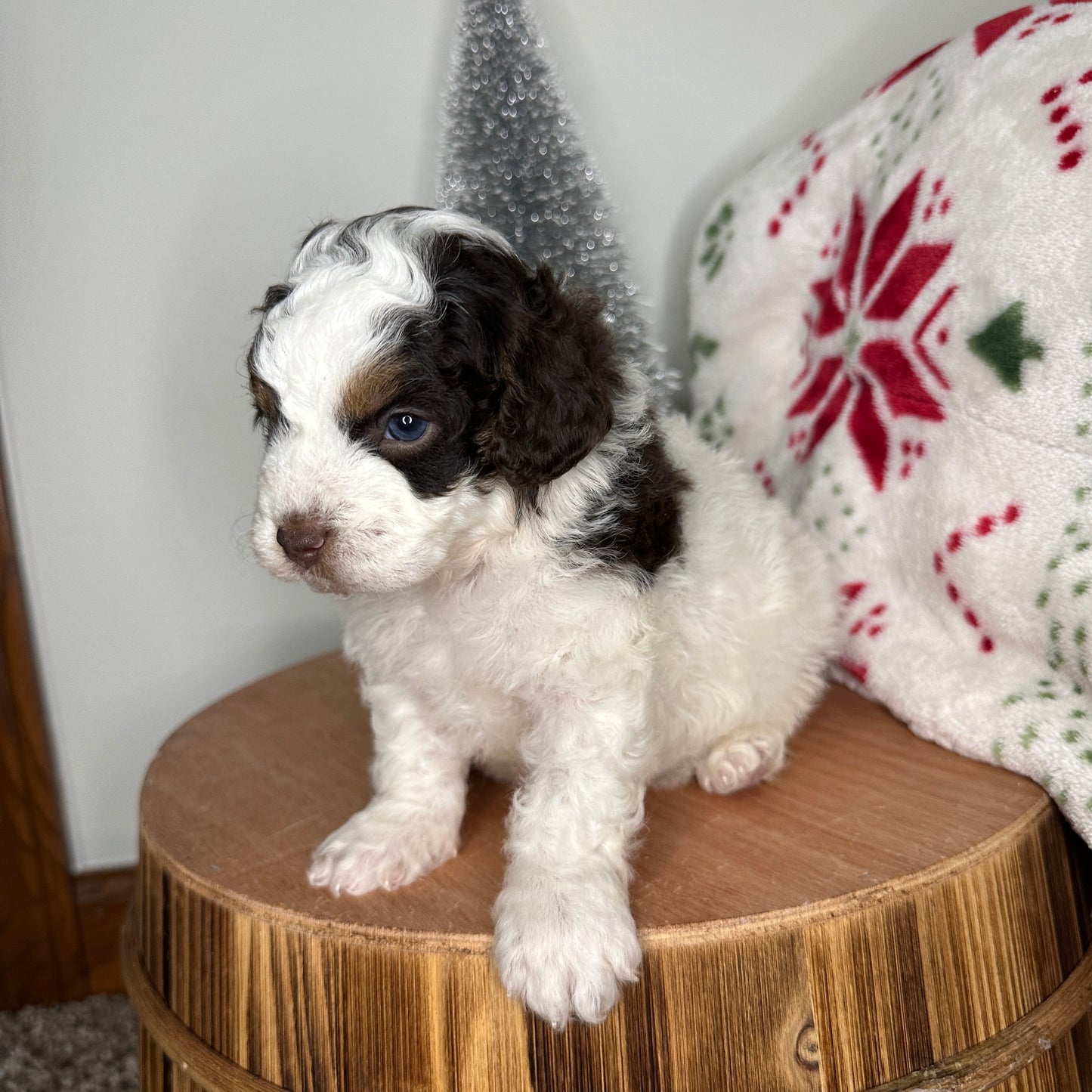 Chocolate-Parti-Cavapoo