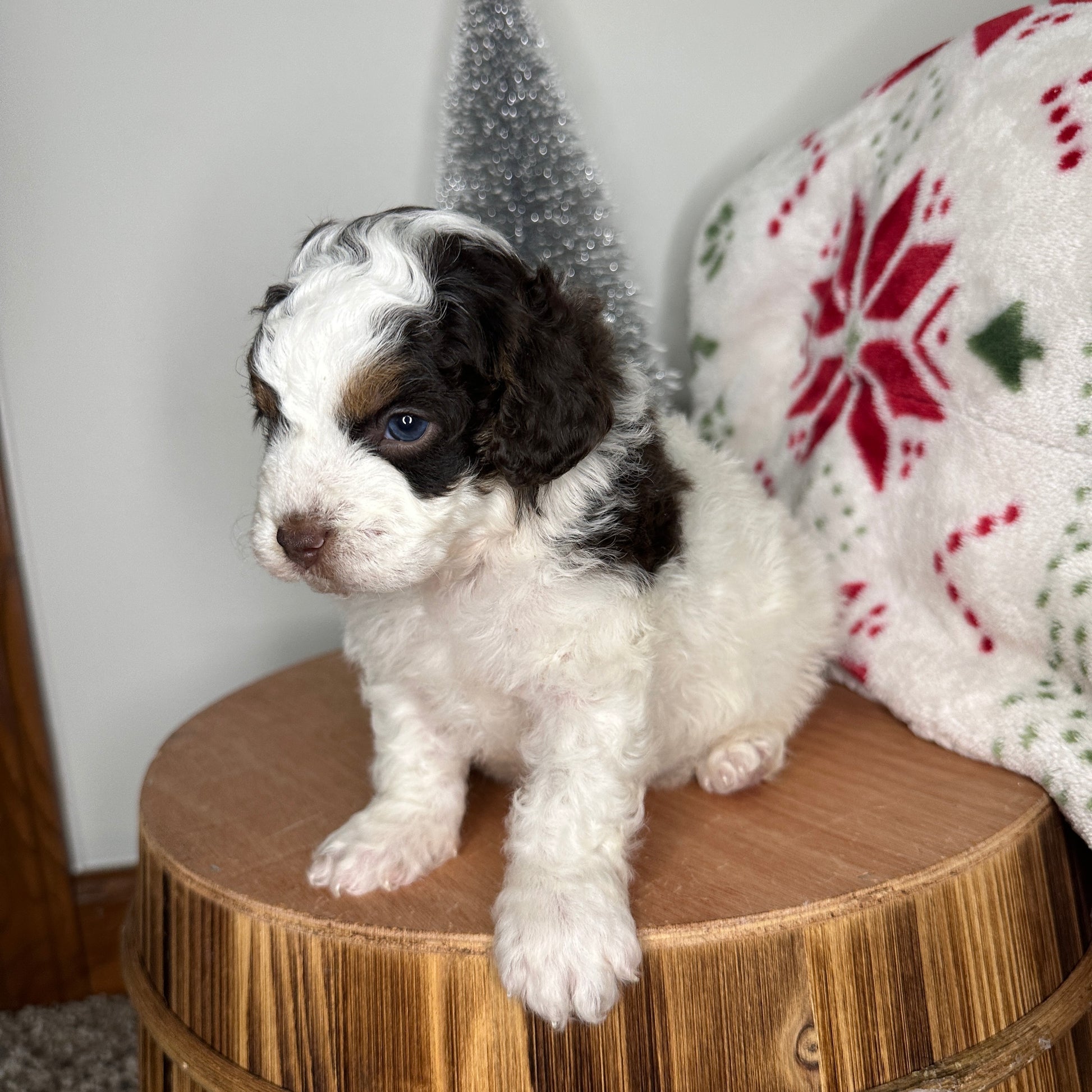 Chocolate-Parti-Cavapoo