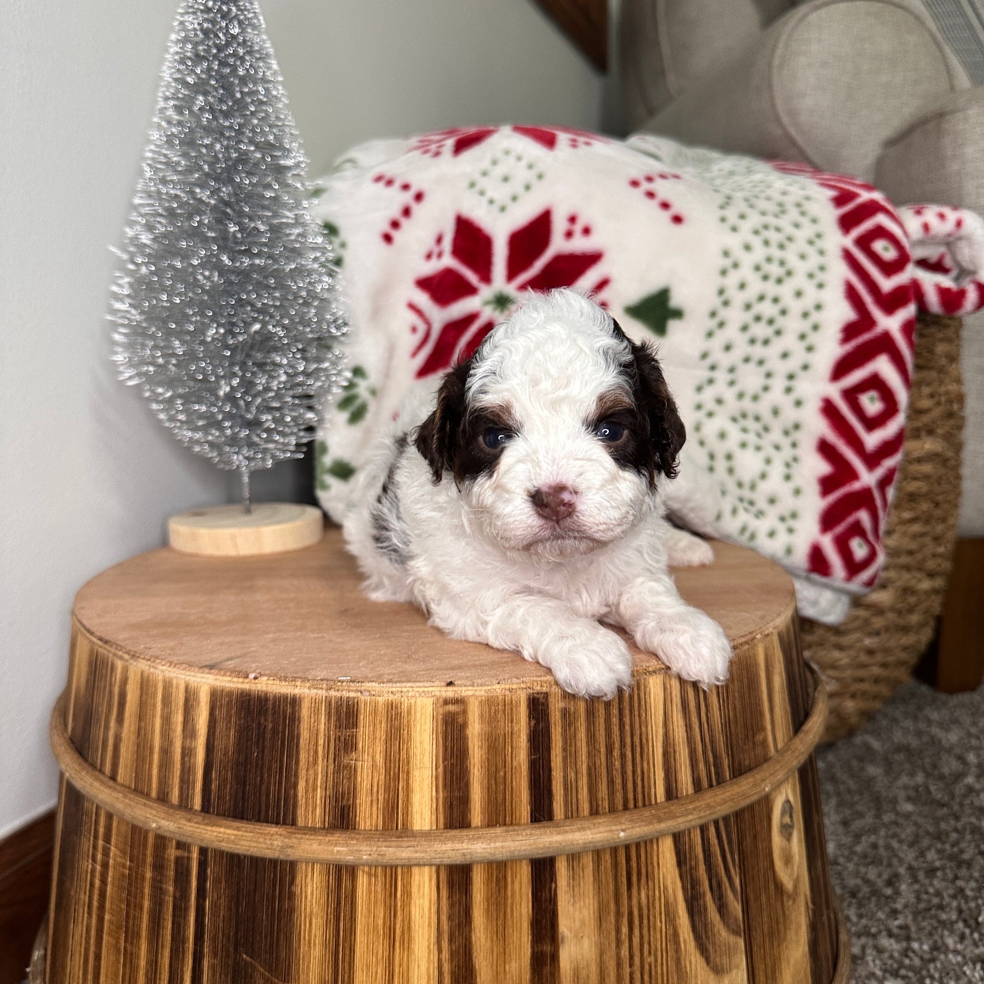 Chocolate-Parti-Cavapoo