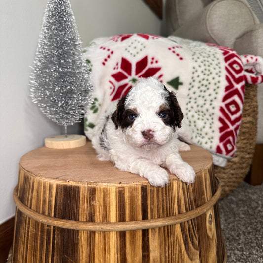 Chocolate-Parti-Cavapoo