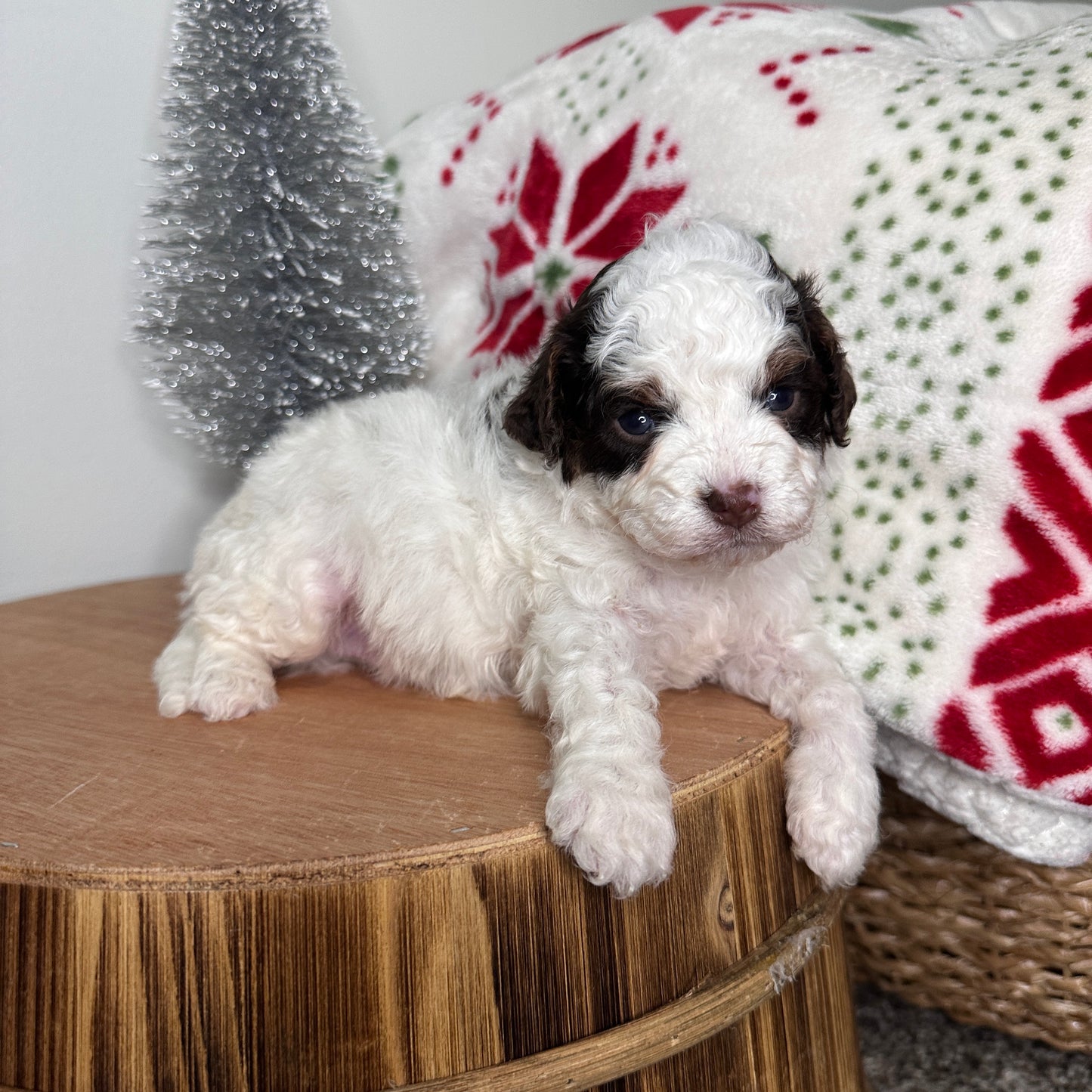 Chocolate-Parti-Cavapoo