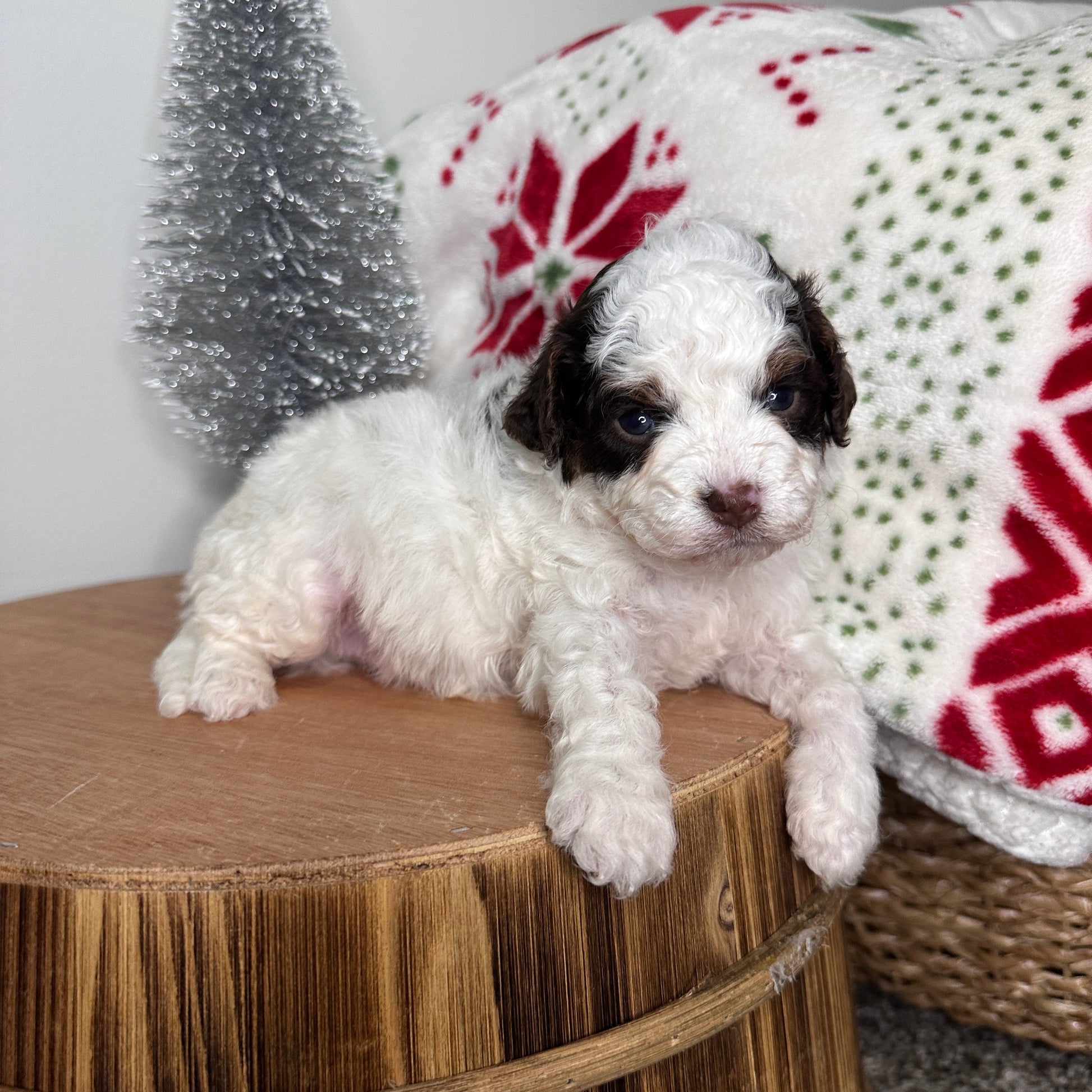 Chocolate-Parti-Cavapoo
