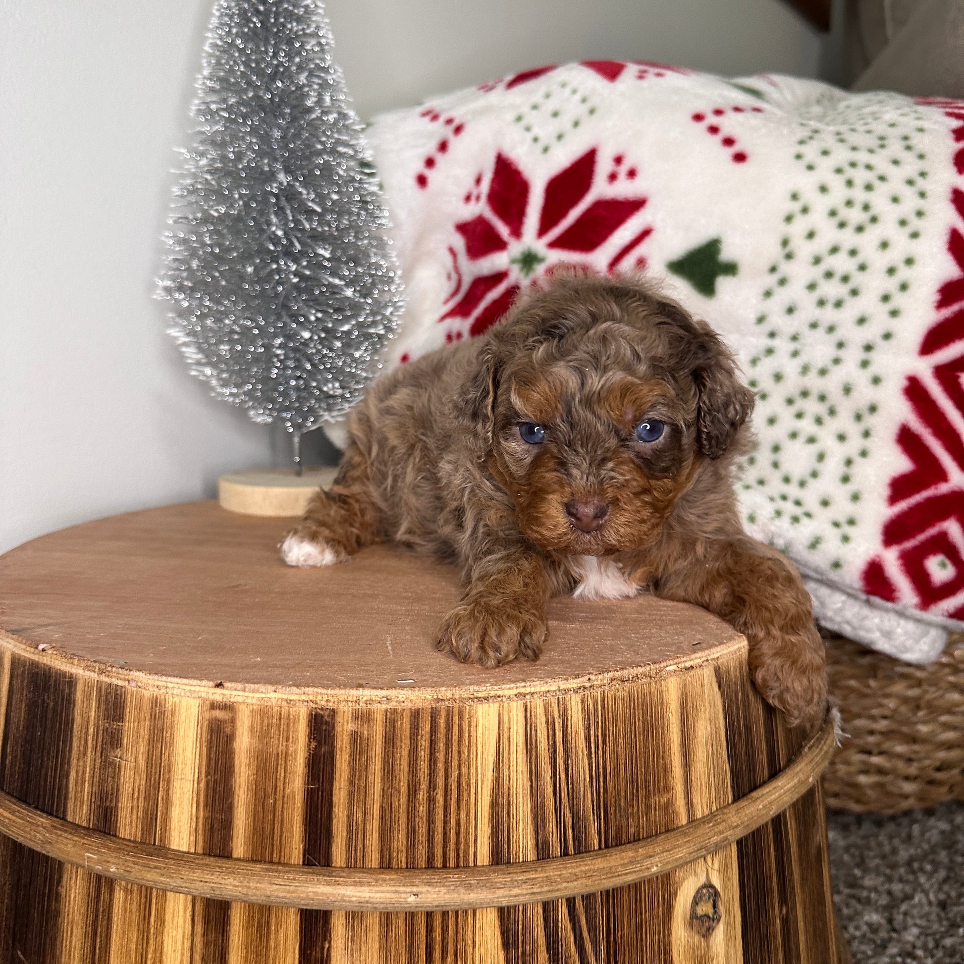 Chocolate-Merle-Cavapoo