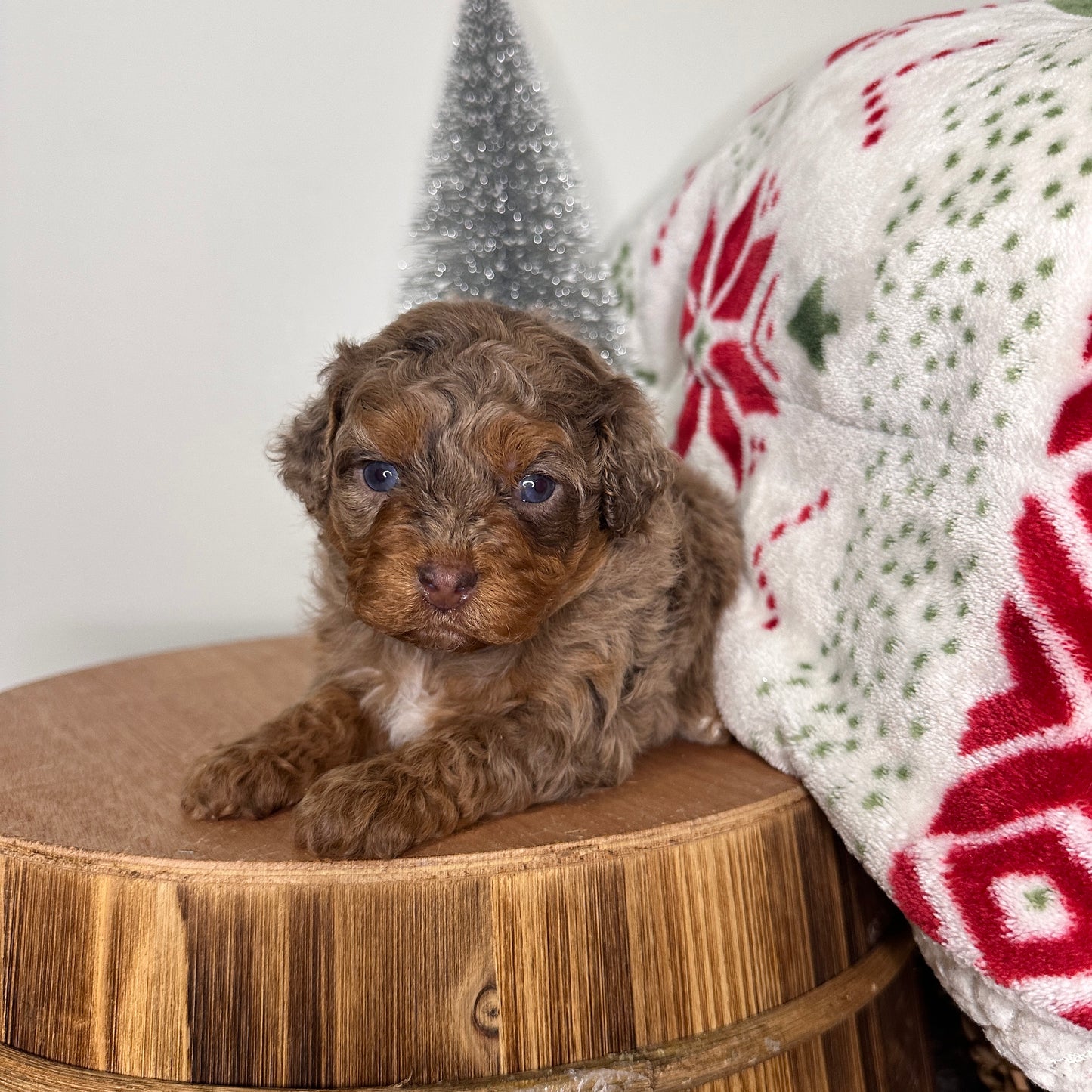 Chocolate-Merle-Cavapoo