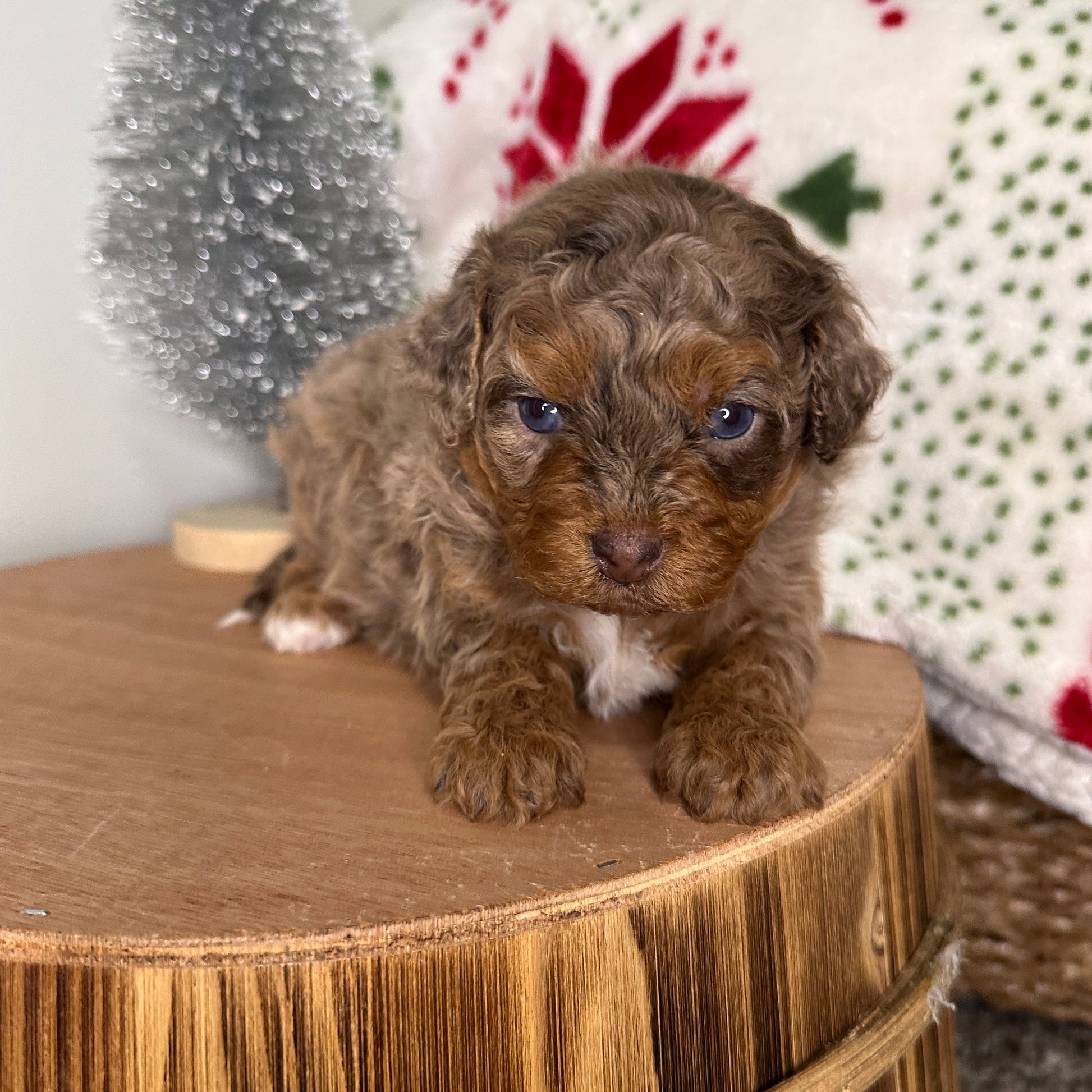Chocolate-Merle-Cavapoo