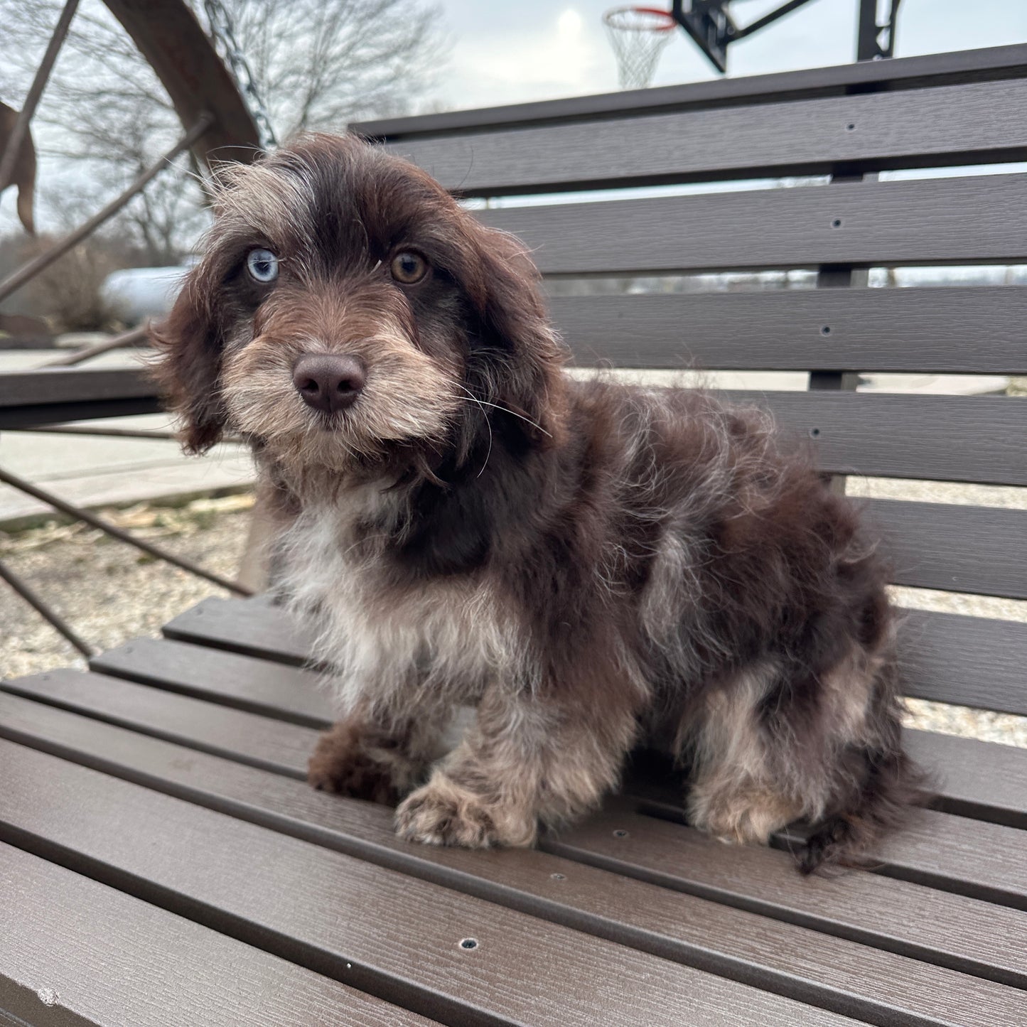 Chocolate-Cavapoos