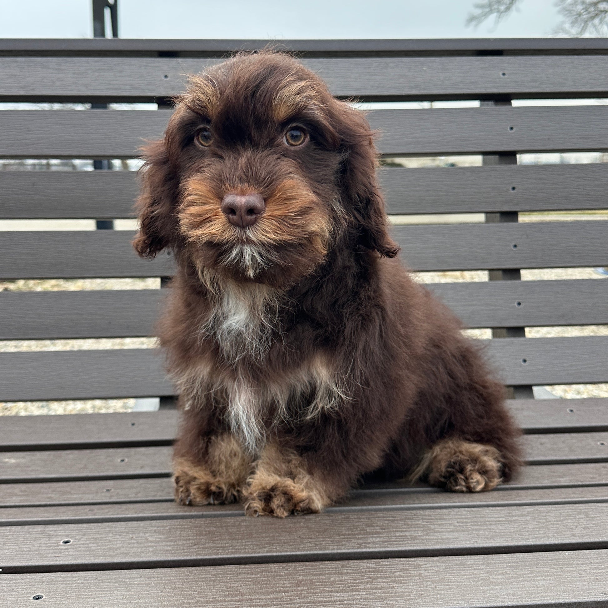 Chocolate-Cavapoos