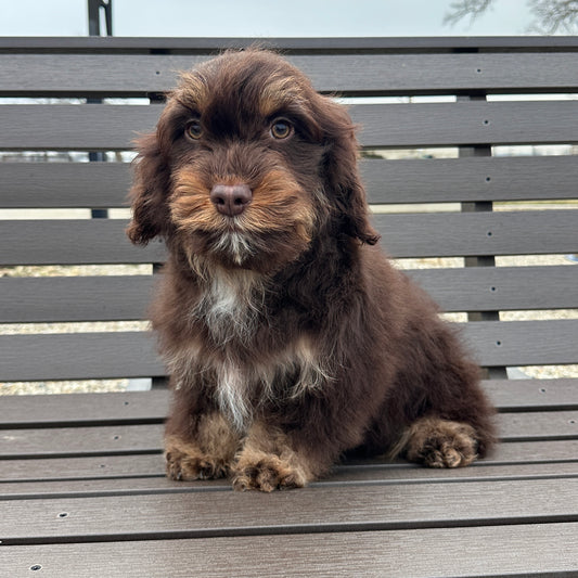 Chocolate-Cavapoos
