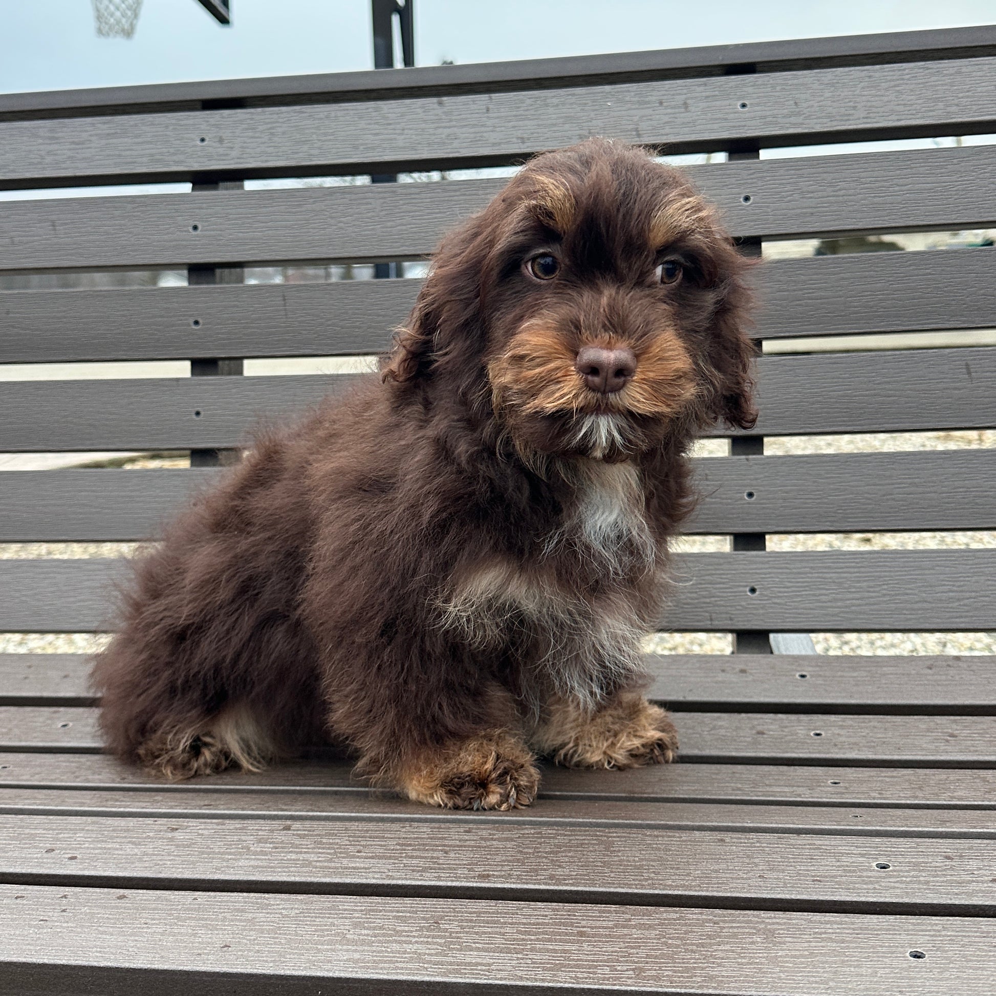 Chocolate-Cavapoos