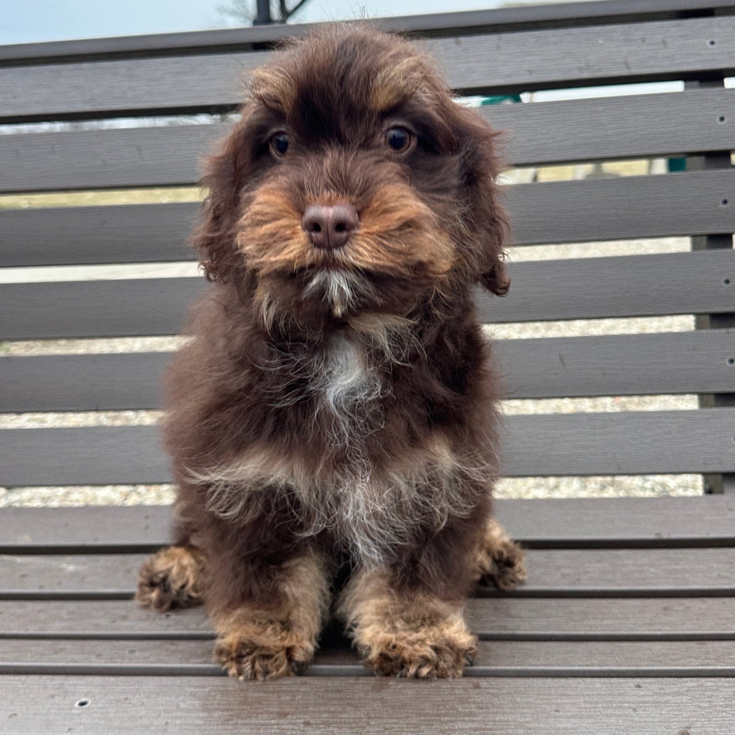 Chocolate-Cavapoos