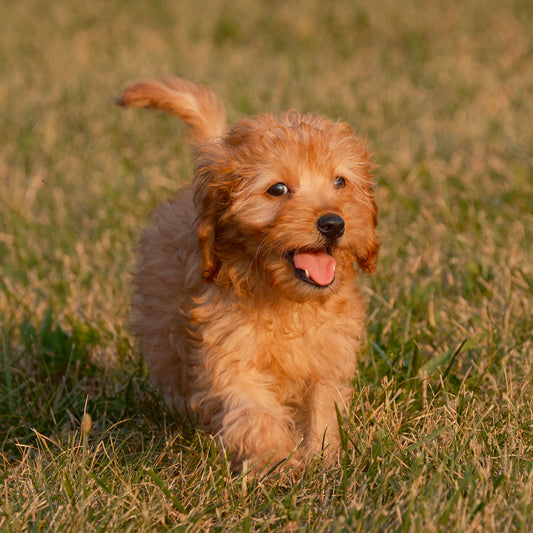 Cavapoo-Puppies