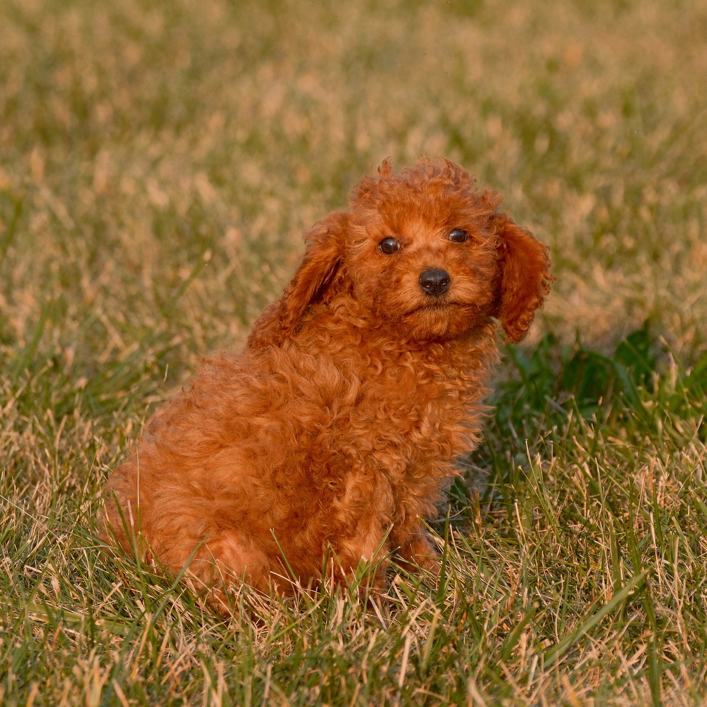 Cavapoo-Puppies