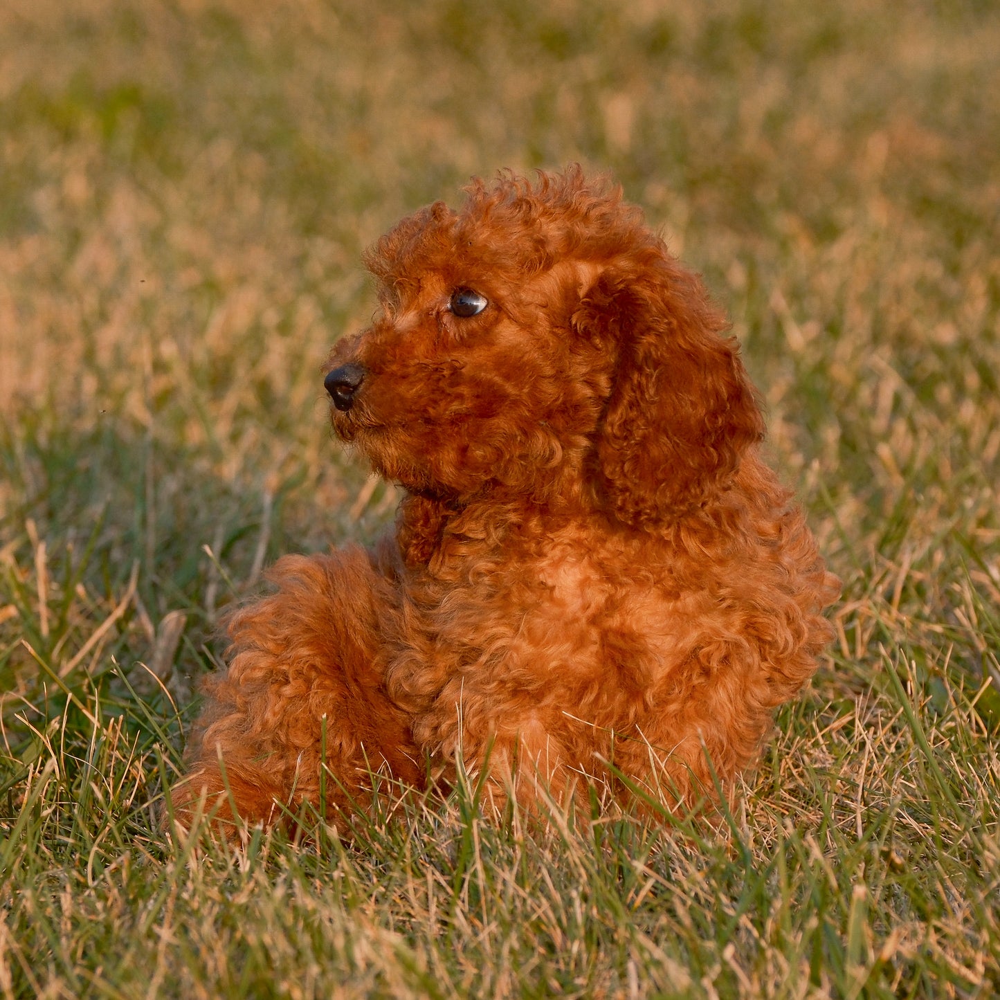 Cavapoo-Puppies