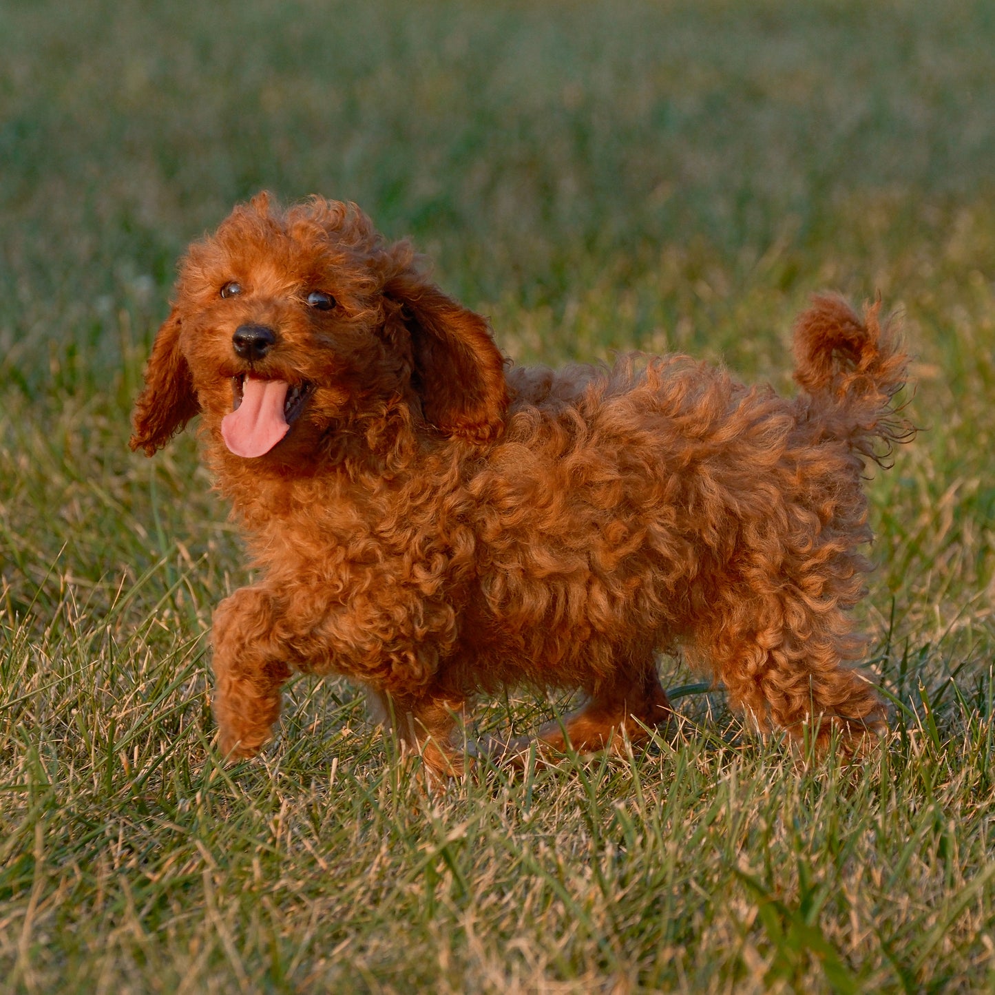 Cavapoo-Puppies