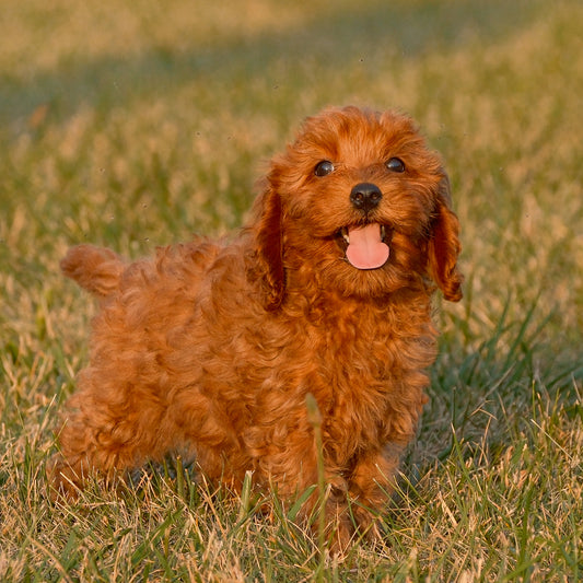 Cavapoo-Puppies