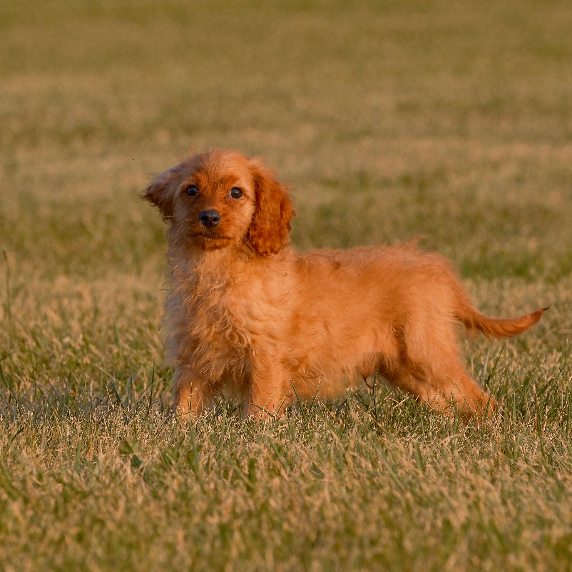 Cavapoo-Puppies