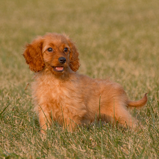 Cavapoo-Puppies