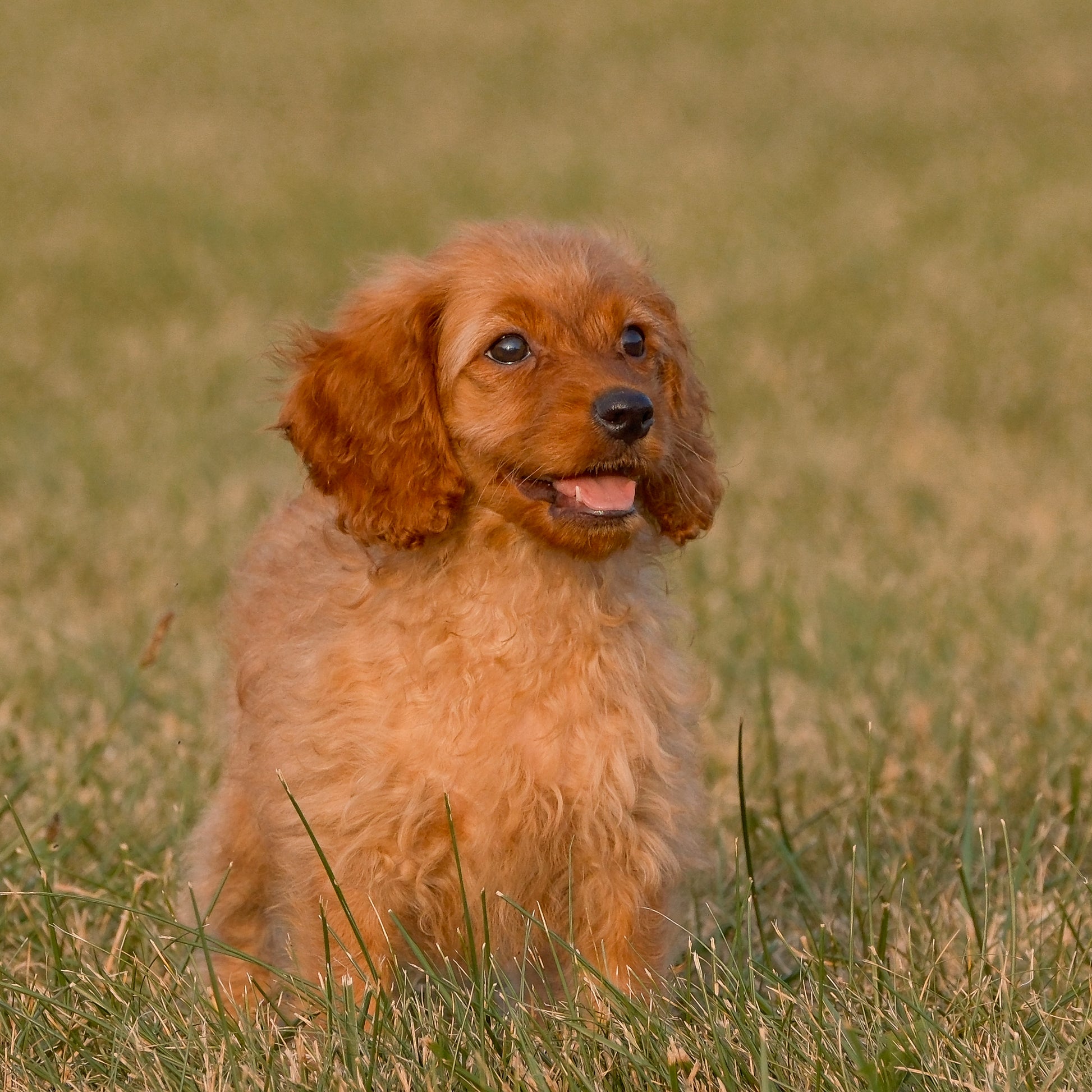 Cavapoo-Puppies