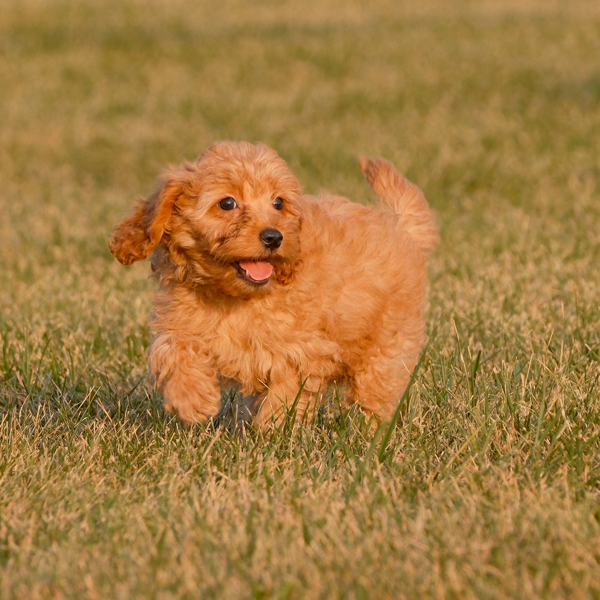 Cavapoo-Puppies