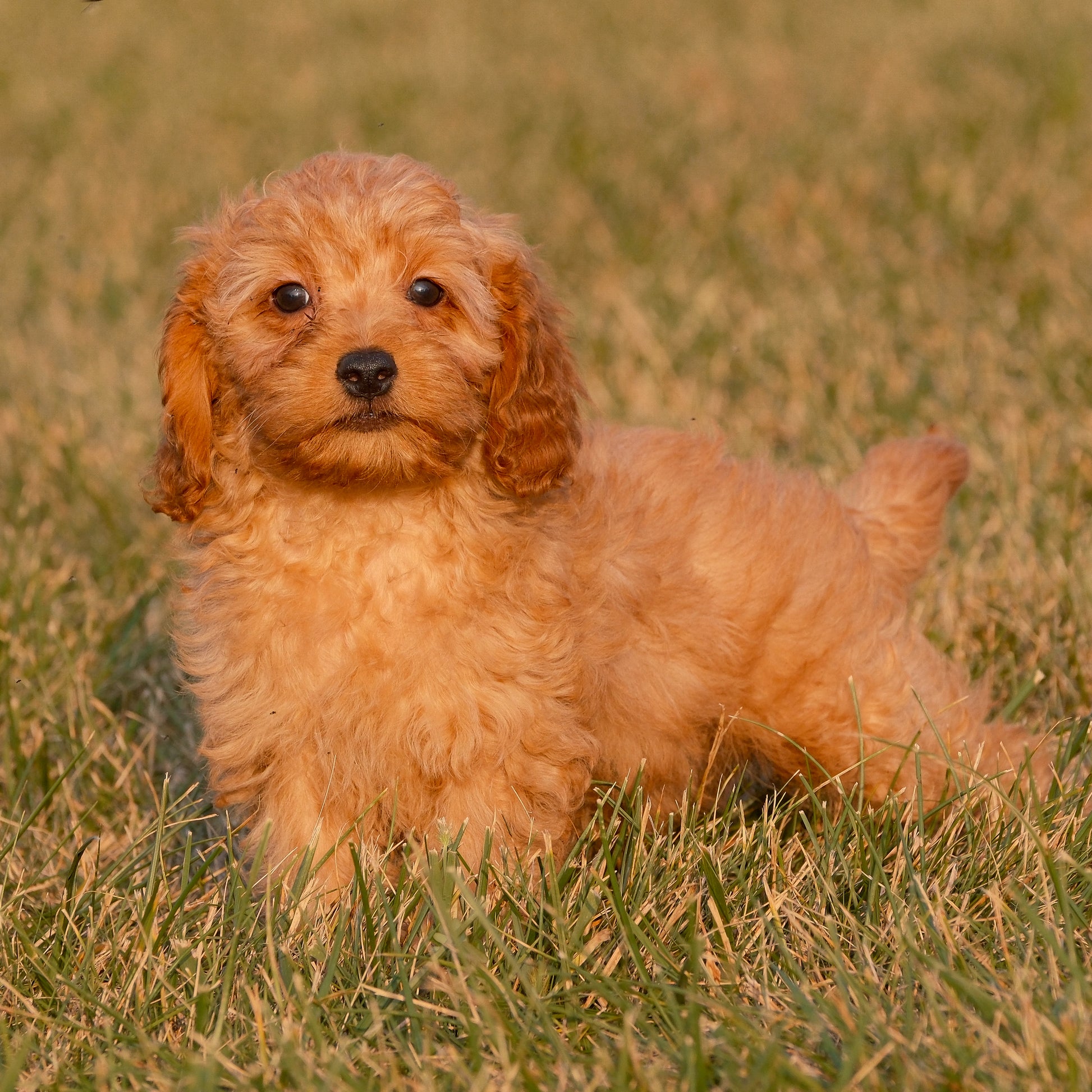 Cavapoo-Puppies