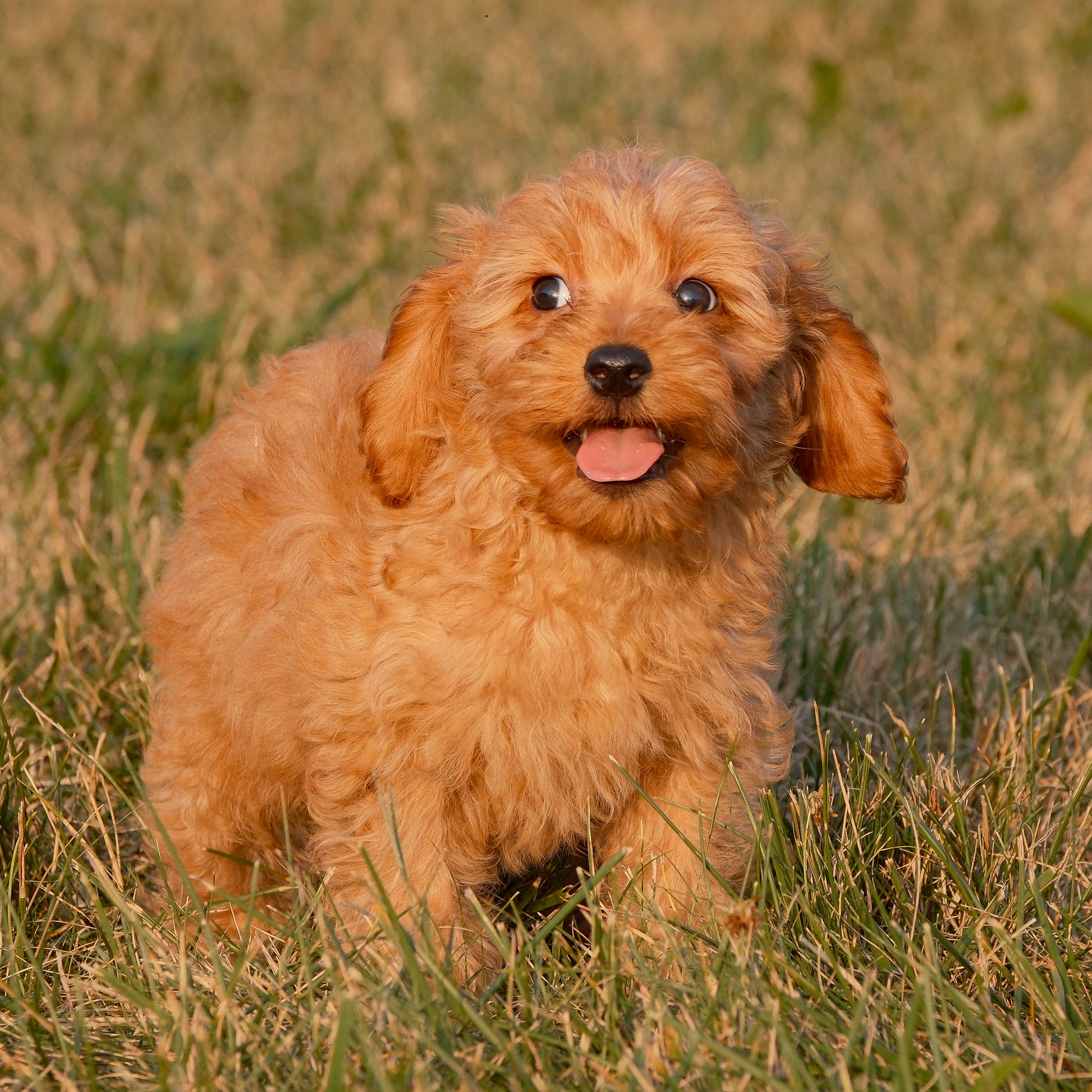 Cavapoo-Puppies