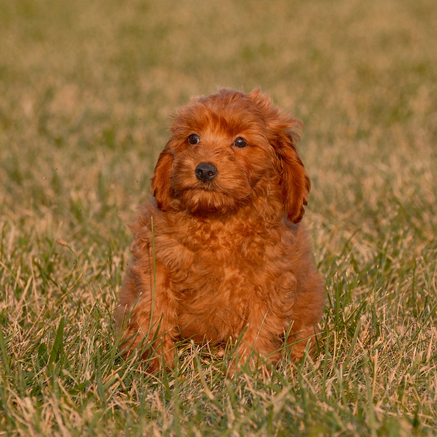 Cavapoo-Puppies