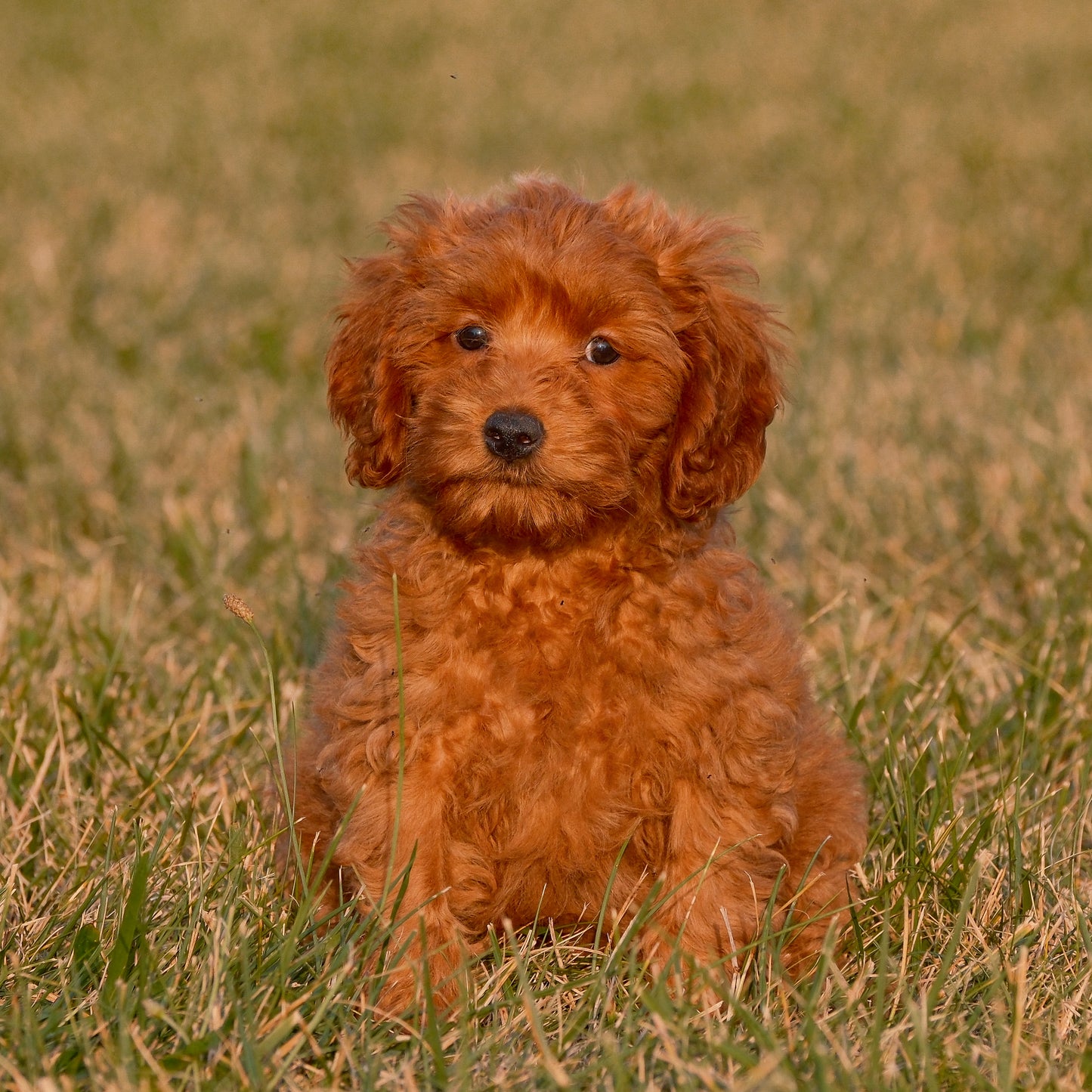 Cavapoo-Puppies