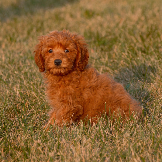 Cavapoo-Puppies