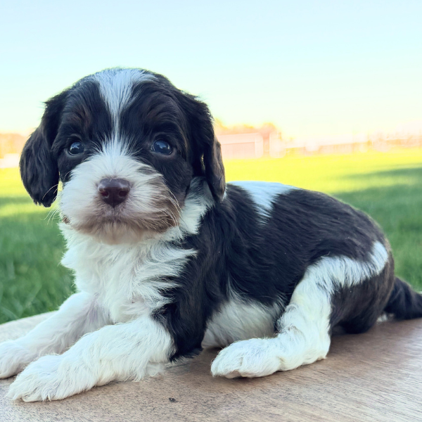 Cavapoo-For-Sale