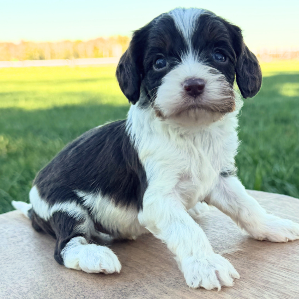 Cavapoo-For-Sale