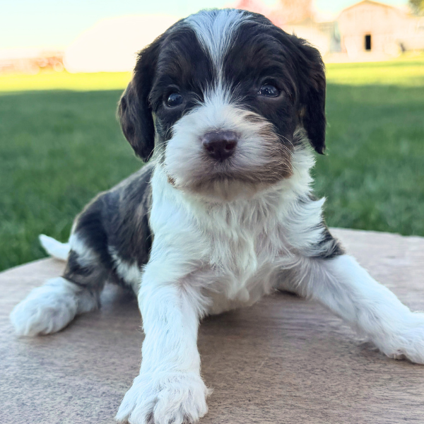 Cavapoo-For-Sale