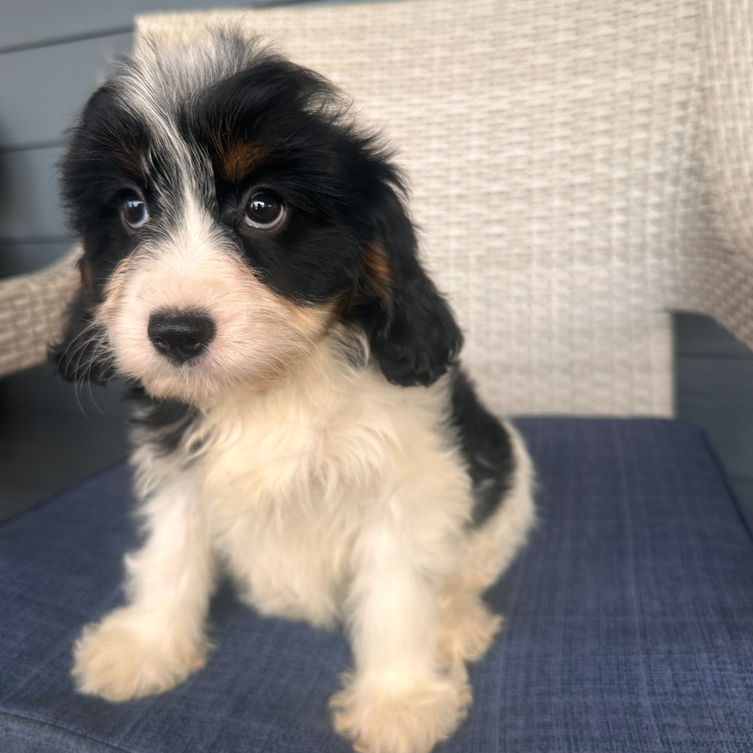 Cavapoo-Puppies