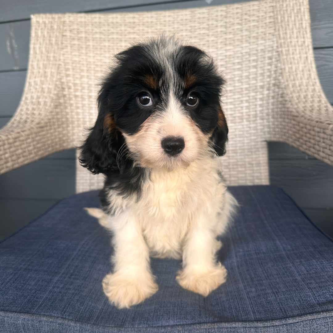 Cavapoo-Puppies