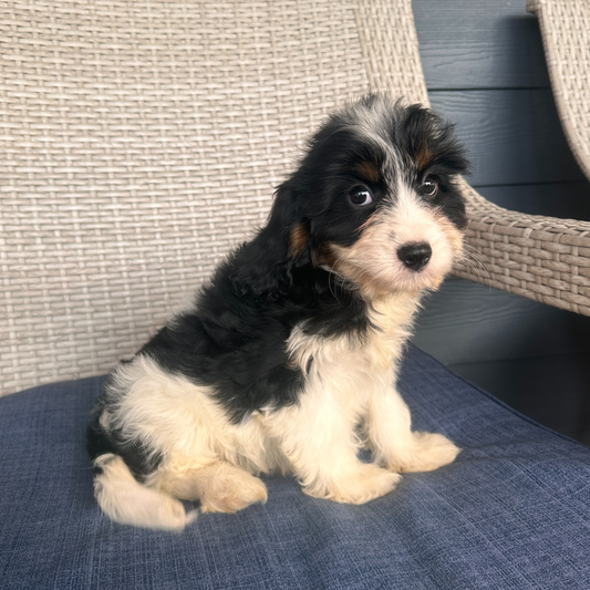 Cavapoo-Puppies