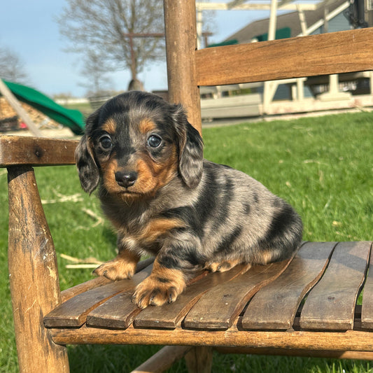 Dachshund-Puppy-For-Sale