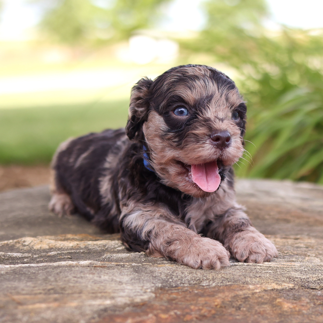 Cavapoo-Puppies