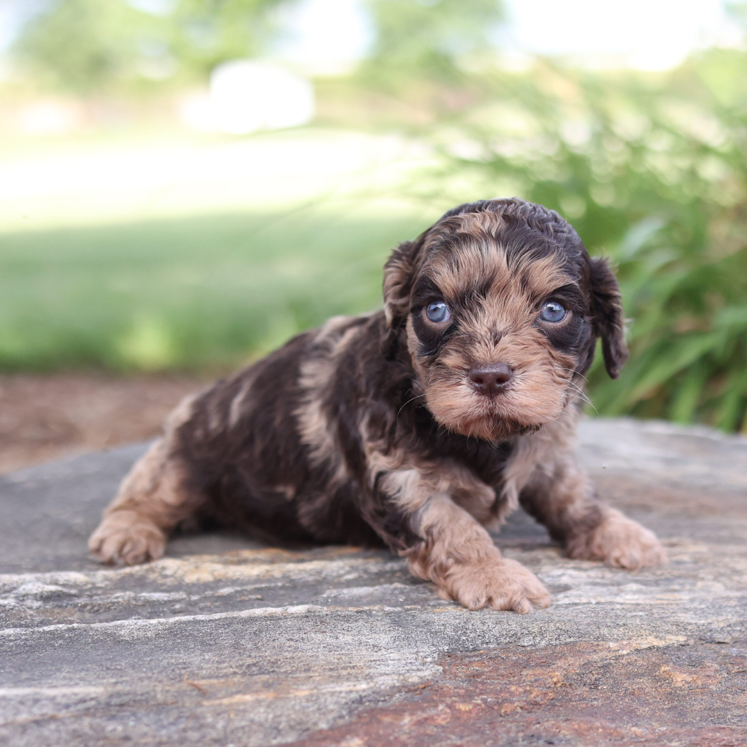 Cavapoo-Puppies