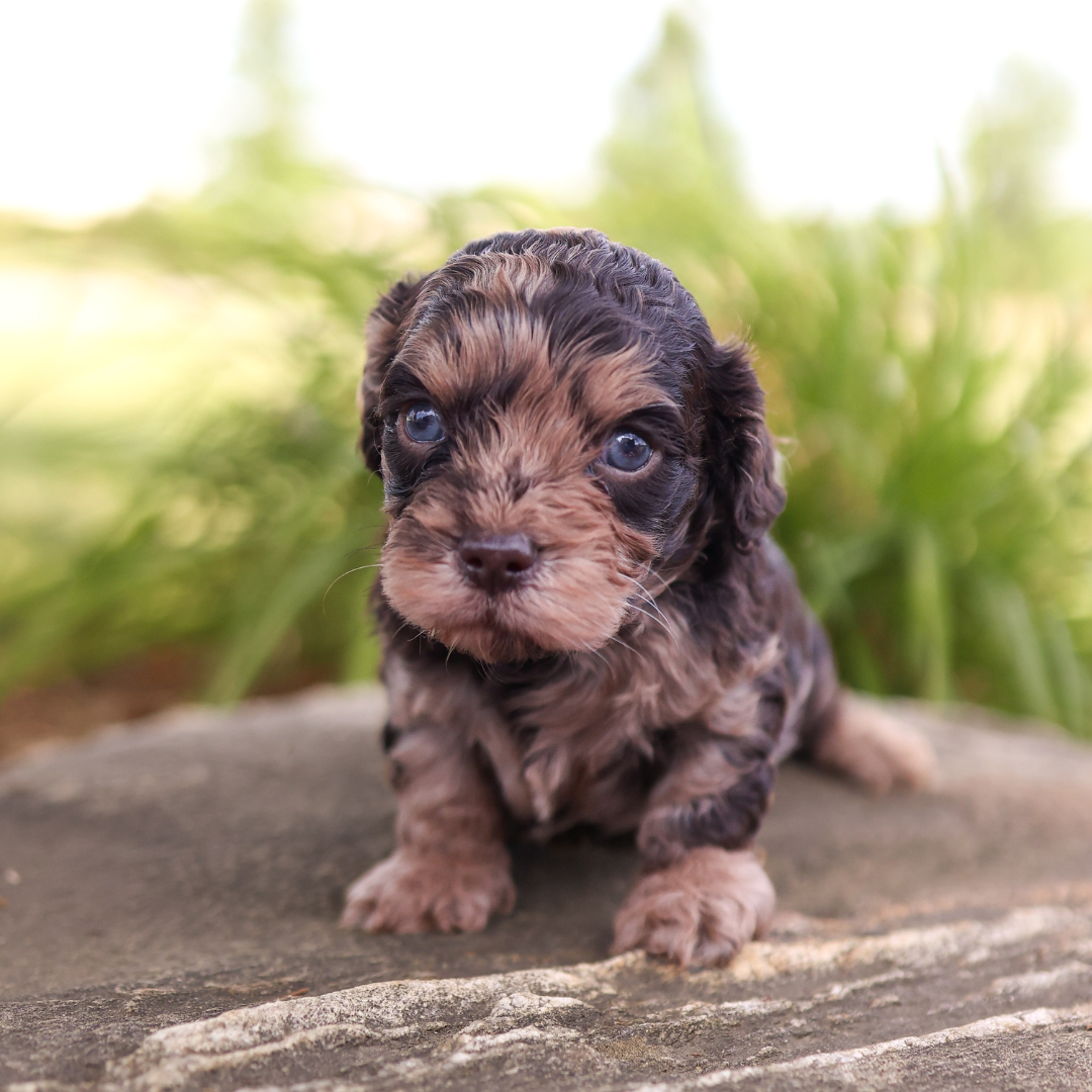 Cavapoo-Puppies