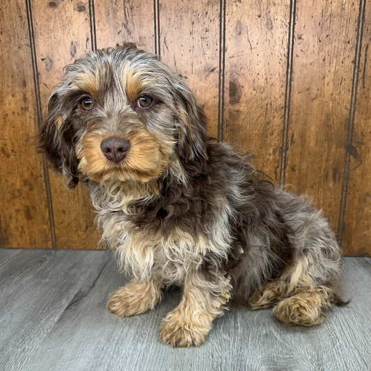 Chocolate-Merle-Cavapoo