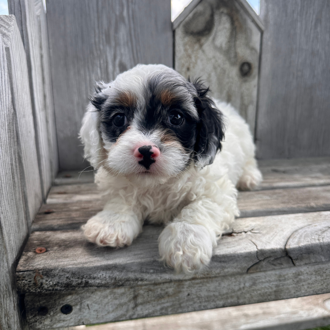 Merle-Cavapoo-Puppies