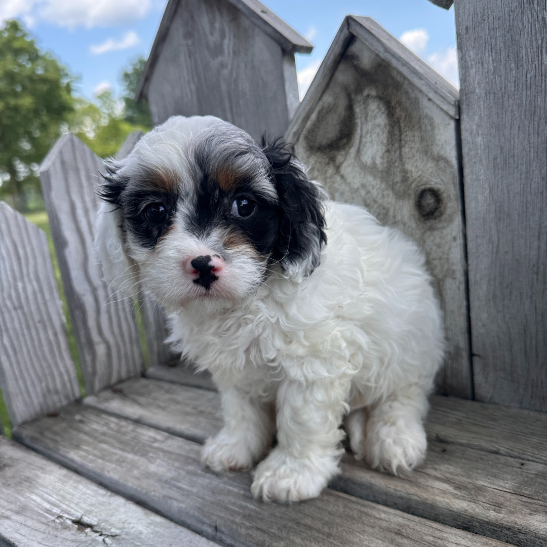 Merle-Cavapoo-Puppies