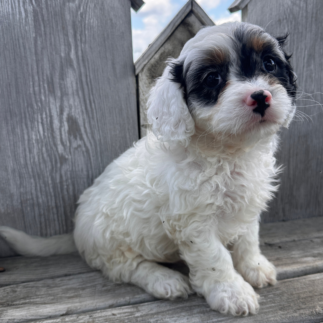 Merle-Cavapoo-Puppies