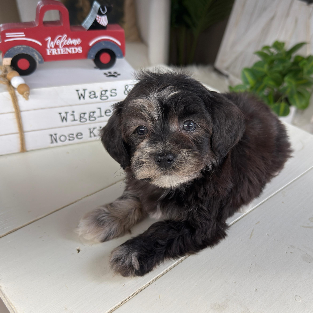 Cavapoo-Puppies