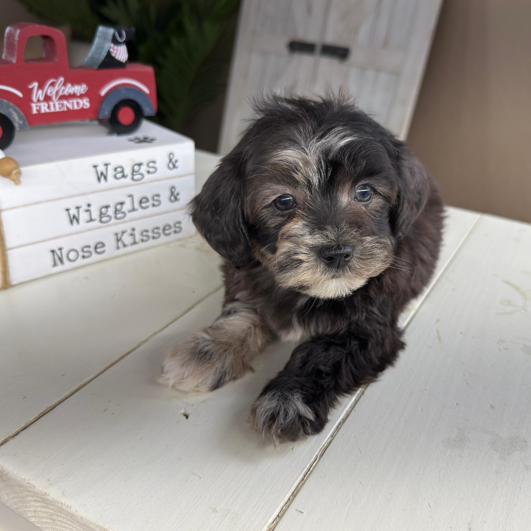Cavapoo-Puppies