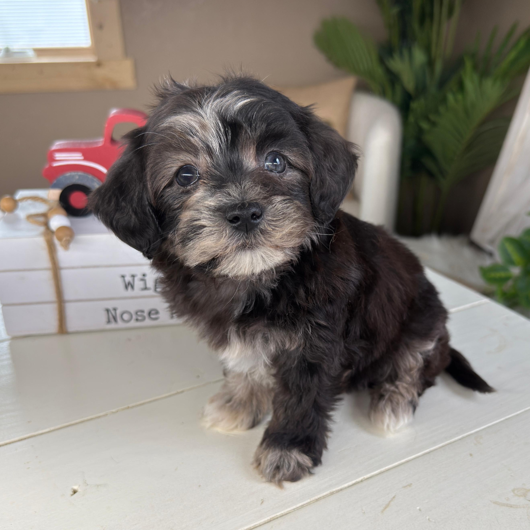 Cavapoo-Puppies