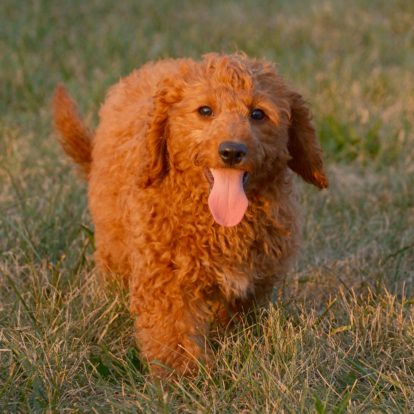 F1B-Mini-Goldendoodles